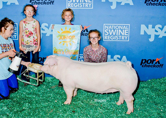 Beck-Res-BO-Landrace-Gilt-STC-HUSTLE Crossroads Winners