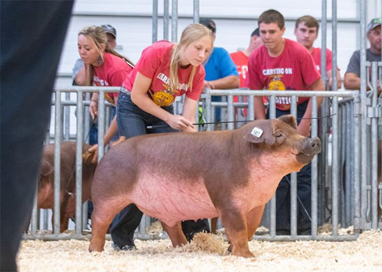 Hambleton-3rd-Ovr-Duroc-Mkt-Hog-NESF-NEXT-CHAPTER Crossroads Winners