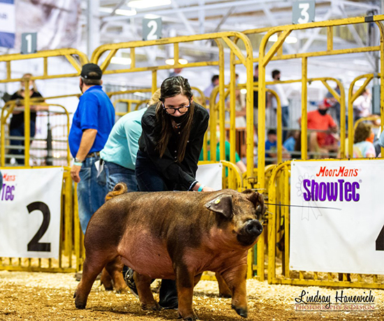 Marion-1st-Duroc-Gilt-INSF-BELLRINGER Crossroads Winners