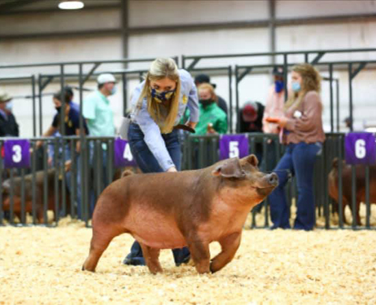 Marlow-6th-Ovr-Duroc-Gilt-Tulsa-STAND-TALL Crossroads Winners