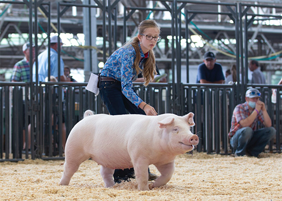 Strange-1st-Chester-Gilt-STC-CUSTOM-MADE Crossroads Winners