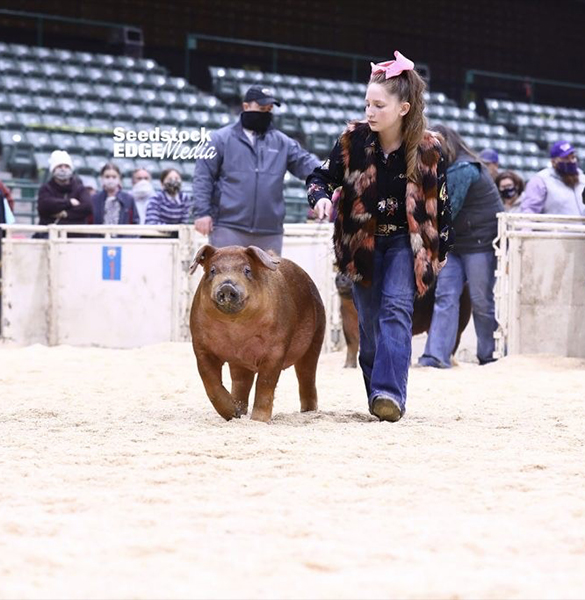 Gardner-1st-Duroc-Gilt-West-Reg-NEXT-CHAPTER Crossroads Winners