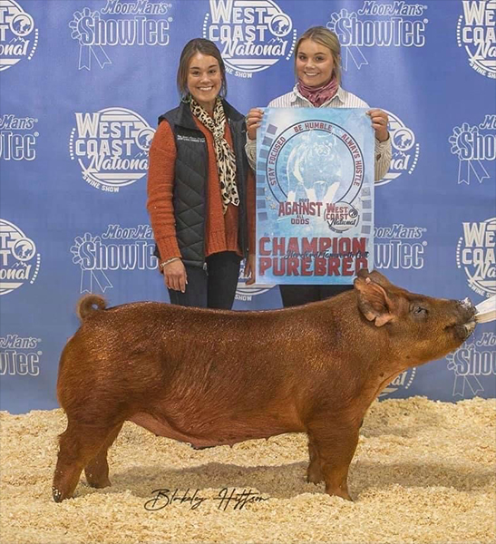 Krahn-Champ-Tamworth-Gilt-West-Coast-Nat-ZIPPO Crossroads Winners