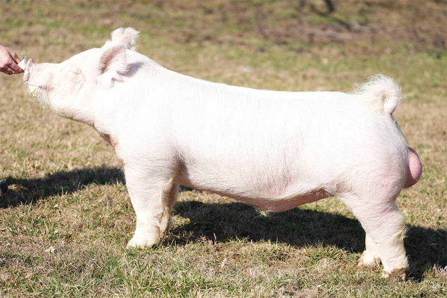 Ground Game Ground Game