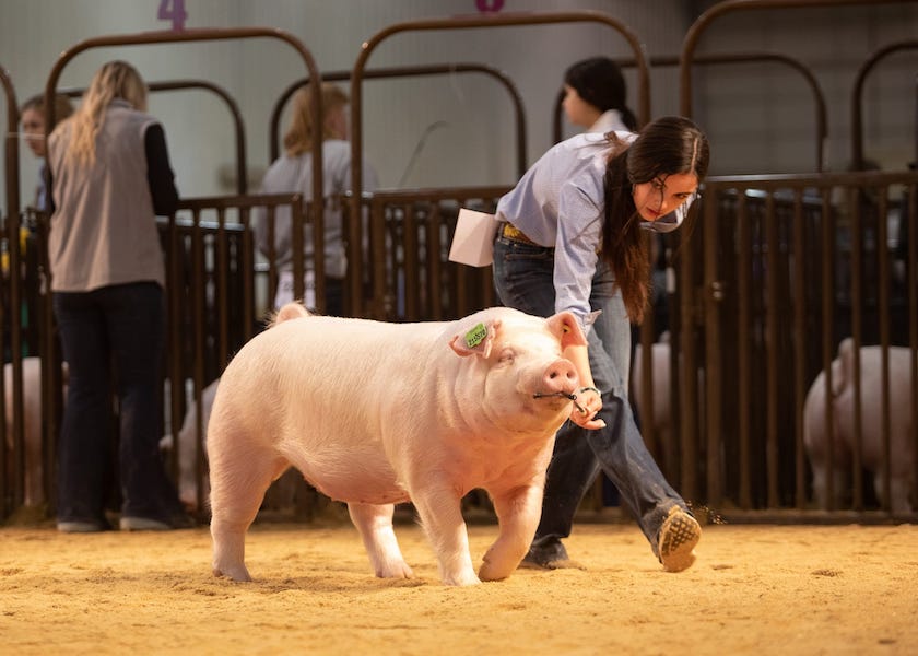 4th Chester Gilt OYE 4th Chester Gilt OYE