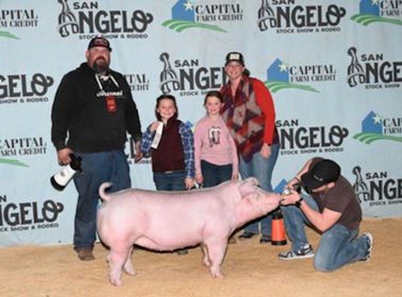 3rd Chester Gilt San Angelo 3rd Chester Gilt San Angelo