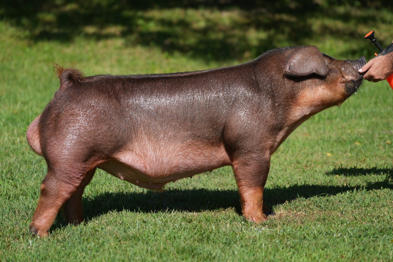 droppindimes_8422 Droppin' Dimes