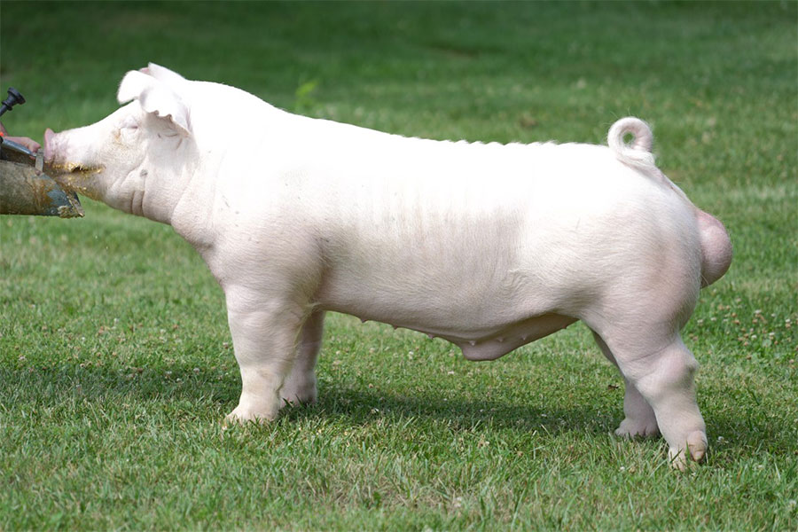 Mainstream Mainstream