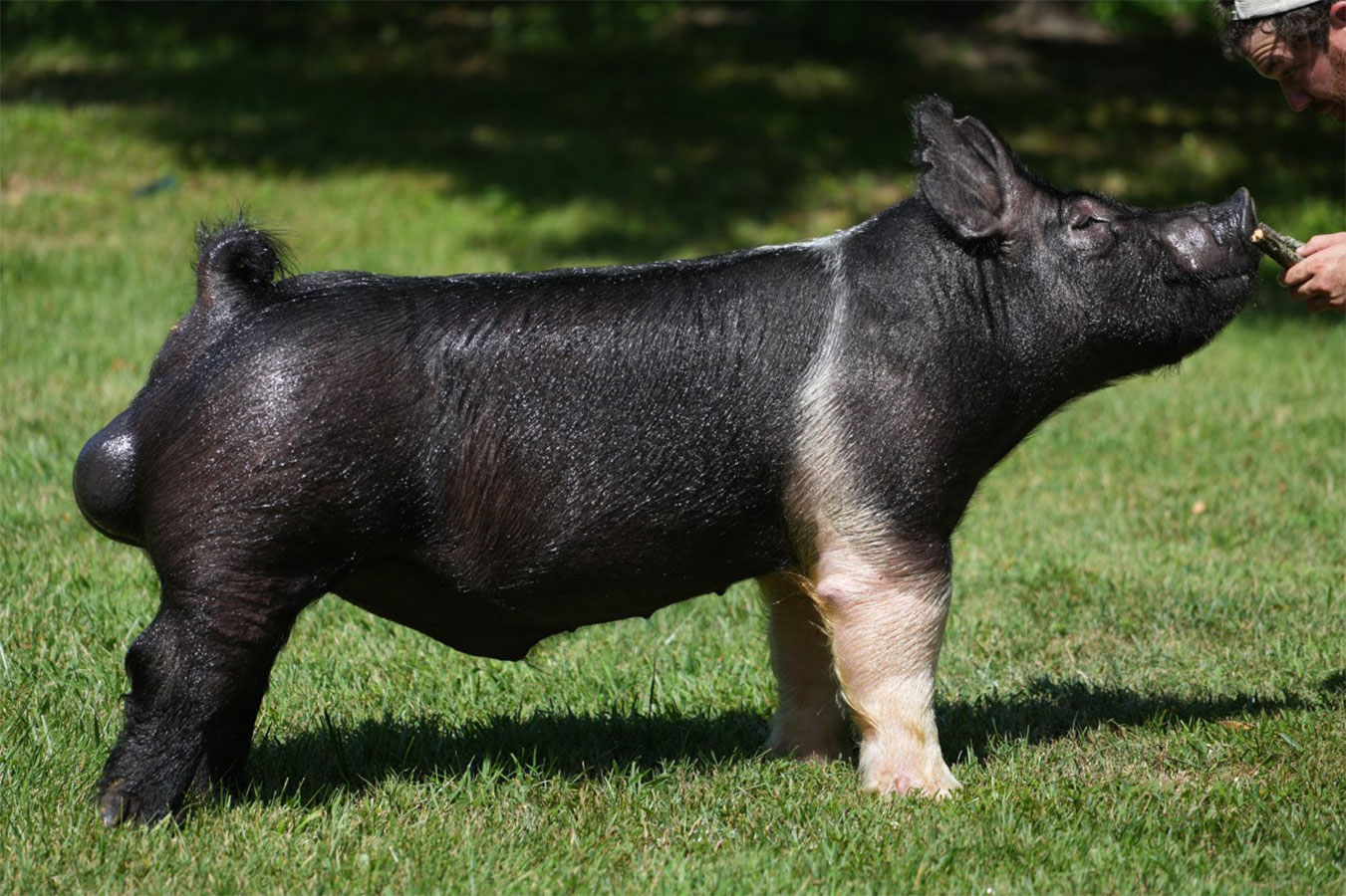 Temptation Temptation