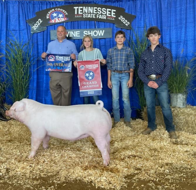 Roach 5th Ovr Gilt TNSF PEFECT FIT Reserve Champion Chester Gilt West Coast Nationals