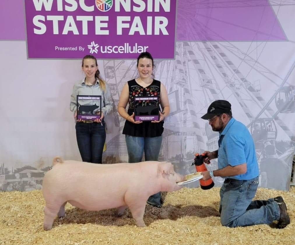 Sprecher Champ Chester Gilt WISF PERFECT FIT 3rd Overall Barrow Champion Chest West Coast National
