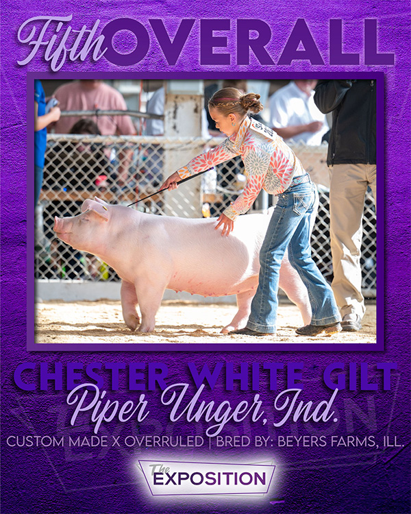 Unger-5th-Ovr-Chester-Gilt-Expo-ring-CUSTOM-MADE Champion Light OPB The Revival