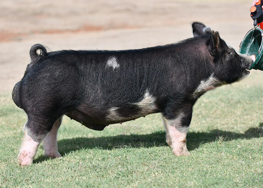 Mama Tried Mama Tried