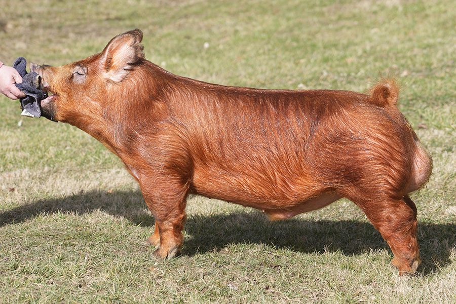 Petting Zoo Petting Zoo