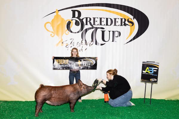 Reserve Champion Tamworth Gilt 2023 Breeders' Cup