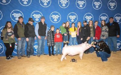 Reserve Champion Chester Barrow –  2023 OYE