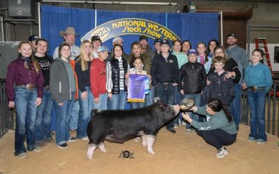 Champion Berkshire Market Hog – 2023 National Western