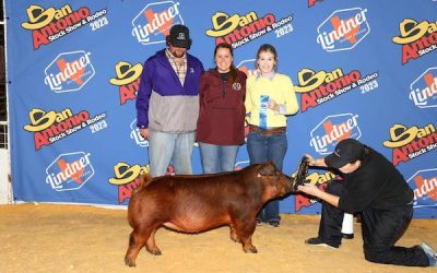 1st Place Duroc Gilt –  2023 San Antonio Stock Show