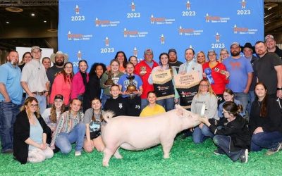 Supreme Overall Gilt & Champion Yorkshire  – 2023 Houston Livestock Show