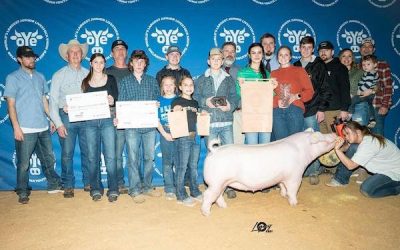 Supreme Overall Purebred Gilt & Champion Chester  – 2023 OYE
