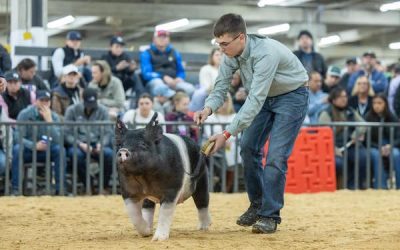 5th Overall Division 3 Crossbred Market Hog –  2023 National Western