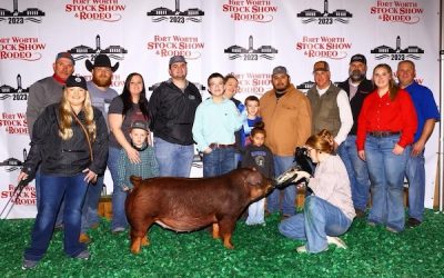 1st Place Duroc Gilt – 2023 Fort Worth Stock Show
