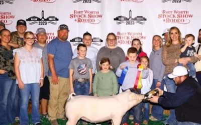 Reserve Champion Chester Gilt –  2023 Fort Worth Stock Show