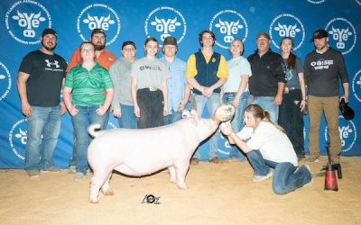 4th Overall Yorkshire Gilt – 2023 OYE