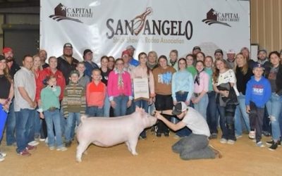 Champion Yorkshire Gilt  – 2023 San Angelo Stock Show
