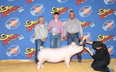 1st Place Yorkshire Gilt  – 2023 San Antonio Stock Show