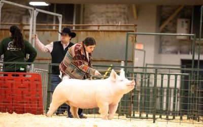 Reserve Champion Yorkshire Gilt –  2023 LSU Breeding Gilt Show