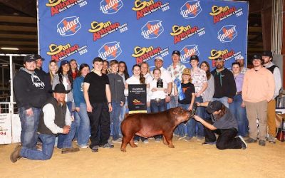 Champion Duroc Barrow –  2023 San Antonio Stock Show