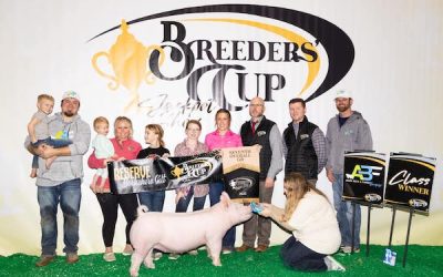7th Overall Gilt & Reserve Yorkshire  – 2023 Breeder’s Cup