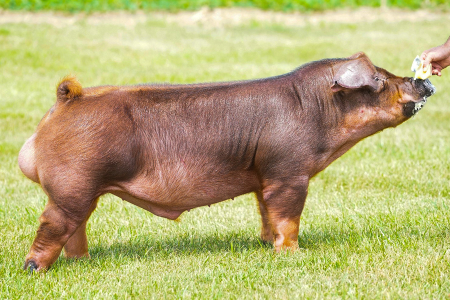 Lane Change Lane Change