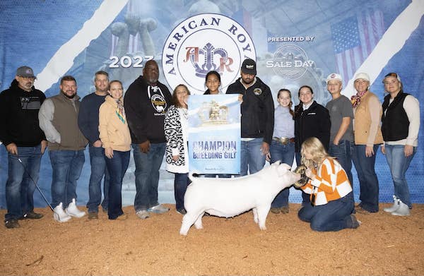 Champion Chester Gilt – 2023 American Royal