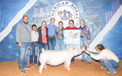 Reserve Champion Yorkshire Gilt – 2023 American Royal