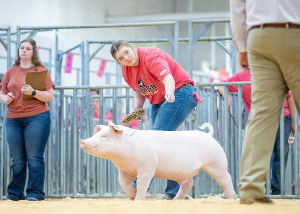 Bronze Chester Barrow – 2023 Aksarben