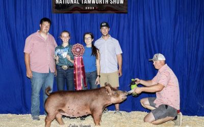 Reserve Champion Jr Tamworth Gilt – 2023 National Tamworth Show