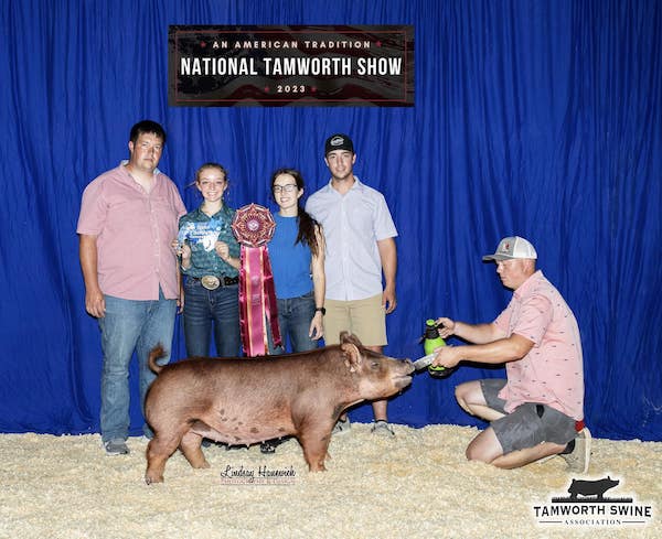 Reserve Champion Jr Tamworth Gilt – 2023 National Tamworth Show