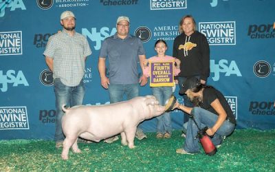 4th Overall Landrace Barrow – 2023 NJSS