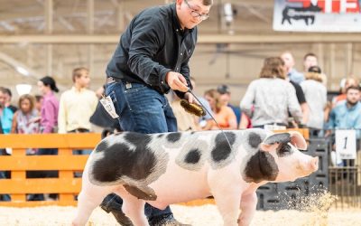 1st Place Spot Barrow – 2023 Team Purebred National Jr Show