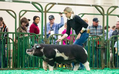 Champion Poland China Market Hog – 2023 North American International Livestock Expo