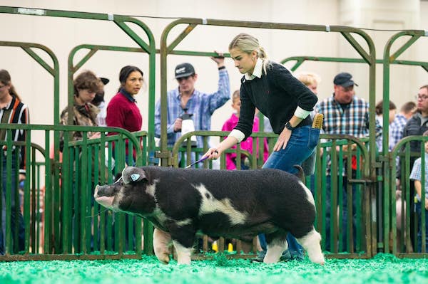 Champion Poland China Market Hog – 2023 North American International Livestock Expo