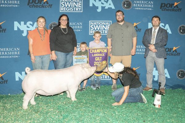 Champion Landrace Gilt – NJSS