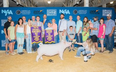 5th Overall Purebred Gilt & Champion Yorkshire – 2023 The Exposition