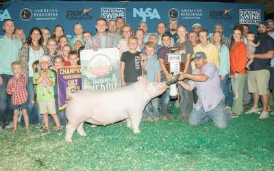 Grand Overall Gilt & Champion Yorkshire  – 2023 NJSS