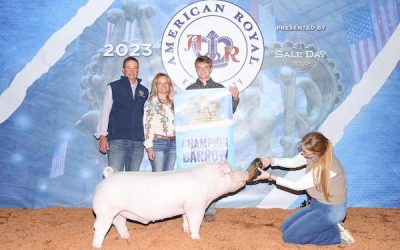 Champion Chester Barrow – 2023 American Royal