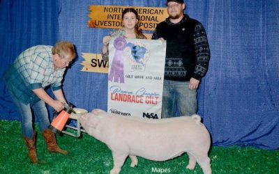 Reserve Champion Landrace Gilt – 2023 North American International Livestock Expo