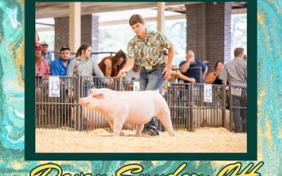 3rd Overall Landrace Barrow – 2023 Team Purebred National Jr Show