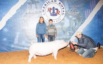 Champion Landrace Gilt – 2023 American Royal